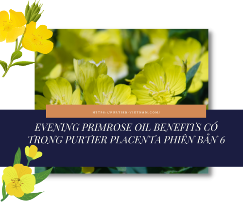 Evening primrose oil benefits có trong Purtier Placenta Phiên Bản 6