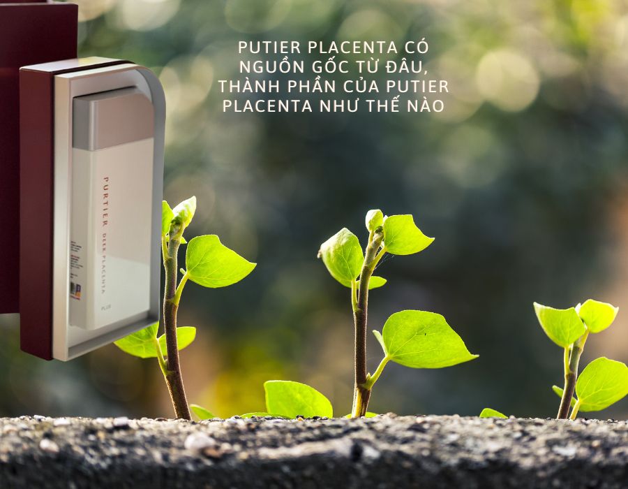 Putier placenta có nguồn gốc từ đâu, thành phần của Putier Placenta như thế nào