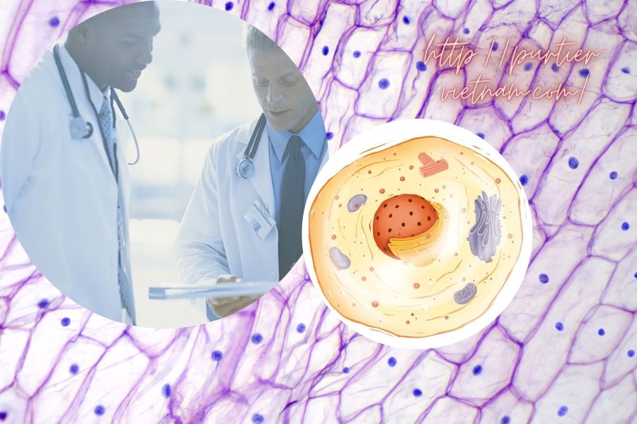 te-bao-goc-purtier-placenta